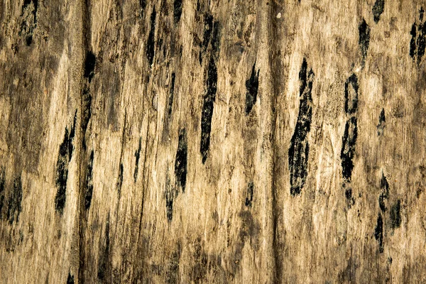 Textura del uso de madera de corteza como fondo natural — Foto de Stock