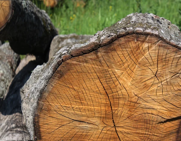 Madera de roble — Foto de Stock