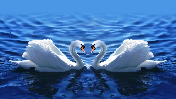 Deux cygnes amoureux dans le lac . — Photo