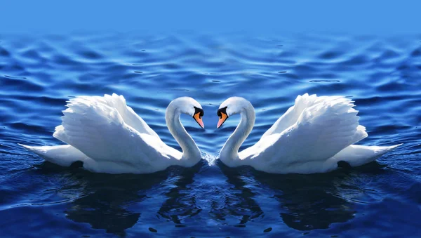 Dos cisnes enamorados en el lago . —  Fotos de Stock
