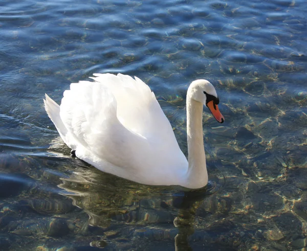 Witte zwaan in het meer — Stockfoto