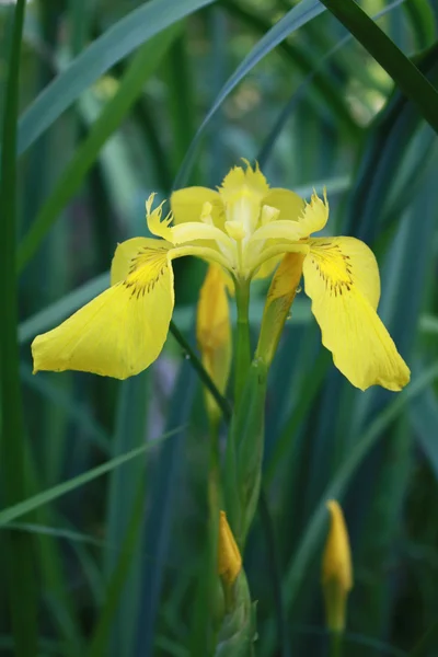 Iris selvatica — Foto Stock