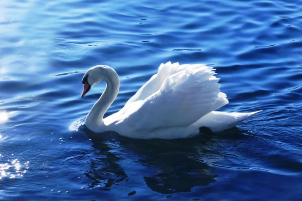 White swan in the lake — Stock Photo, Image