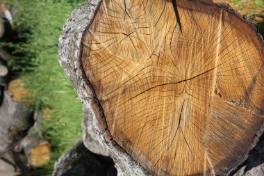 Eski meşe orman kesme