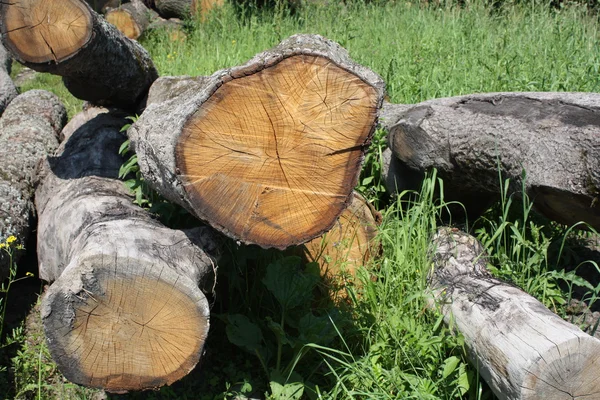 Eski Meşe Orman Kesme — Stok fotoğraf