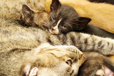 Siyam kedisi ile yavru kedi