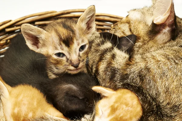 Siamese cat with kittens — Stock Photo, Image