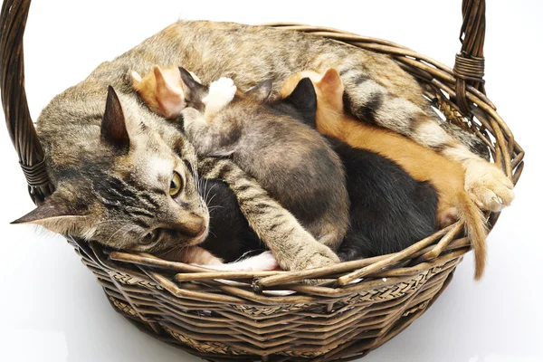 Siamese cat with kittens — Stock Photo, Image