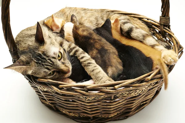 Siamese cat with kittens — Stock Photo, Image