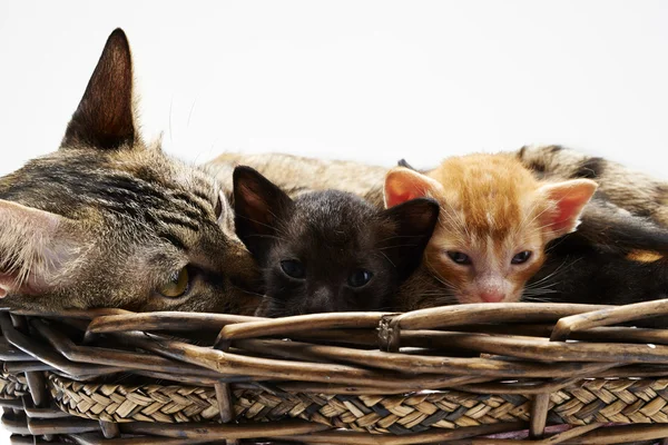 Siamese cat with kittens — Stock Photo, Image