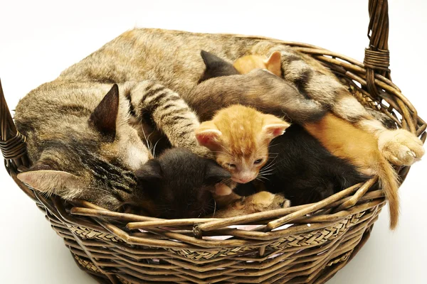 Siamese cat with kittens — Stock Photo, Image