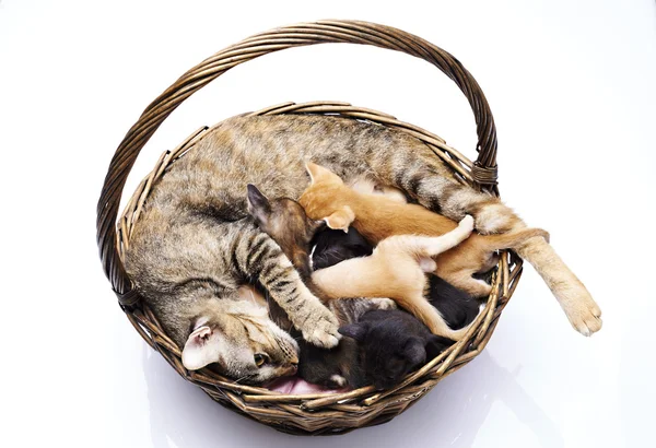 Gatto siamese con gattini — Foto Stock