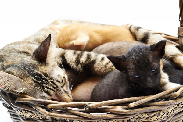 Siamese cat with kittens — Stock Photo, Image