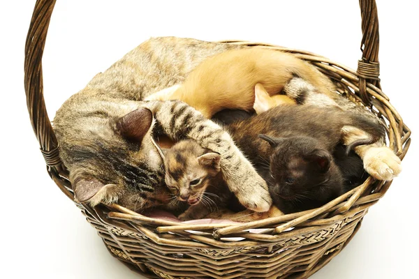 Siamese cat with kittens — Stock Photo, Image