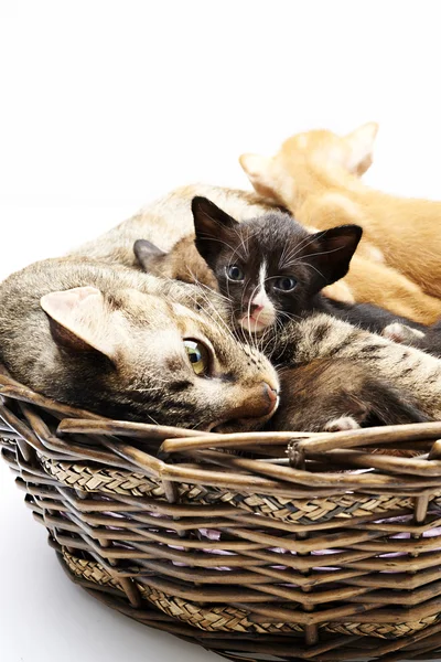 Siamese cat with kittens — Stock Photo, Image