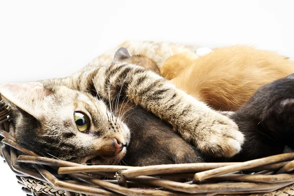 Siamese cat with kittens — Stock Photo, Image