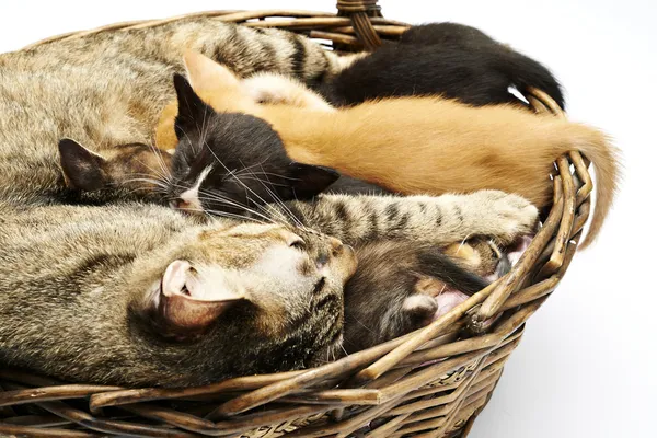 Siamese cat with kittens — Stock Photo, Image