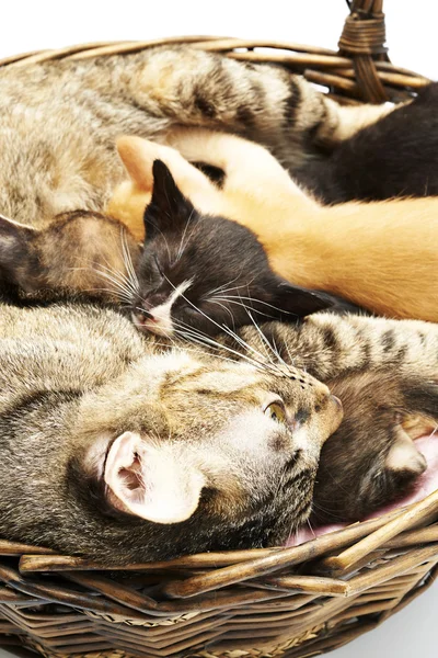 Siamese cat with kittens — Stock Photo, Image