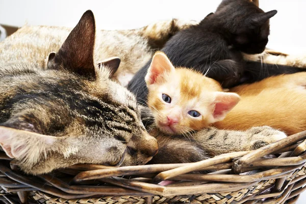 Siamese cat with kittens — Stock Photo, Image