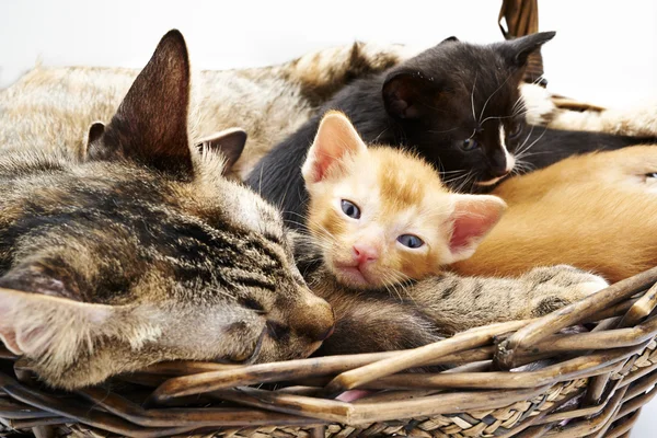 Siamese cat with kittens — Stock Photo, Image