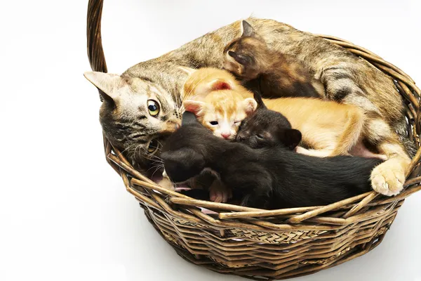 Siamese cat with kittens — Stock Photo, Image