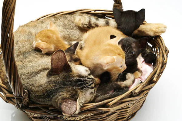 Siamese cat with kittens — Stock Photo, Image