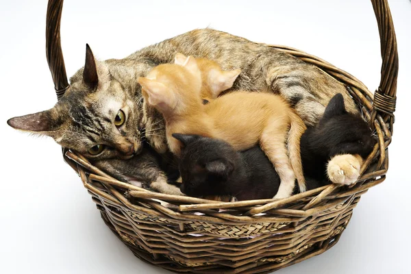 Siamese cat with kittens — Stock Photo, Image