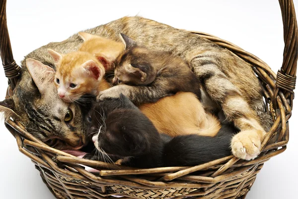 Siamese cat with kittens — Stock Photo, Image