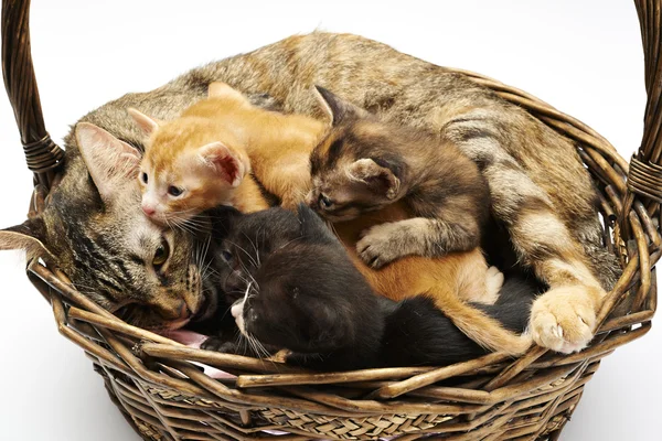 Siamese cat with kittens — Stock Photo, Image