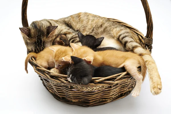Siamese cat with kittens — Stock Photo, Image