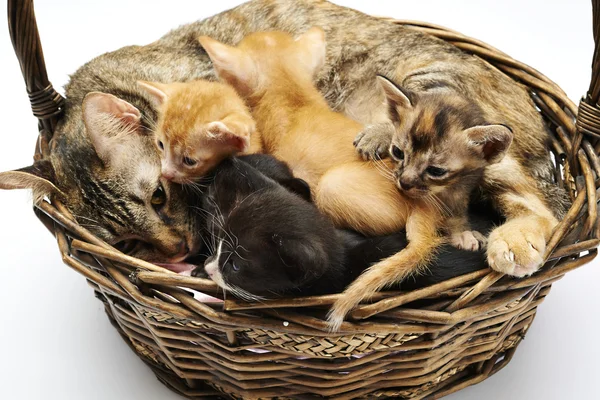 Siamese cat with kittens — Stock Photo, Image