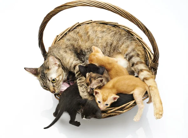 Σιαμέζα γάτα με γατάκια — Φωτογραφία Αρχείου