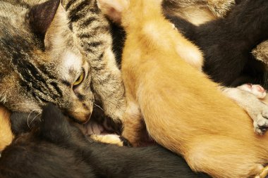 Siyam kedisi ile yavru kedi