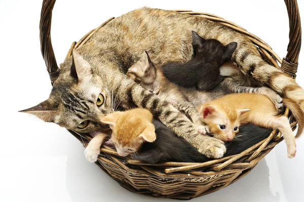 Siamese cat with kittens — Stock Photo, Image