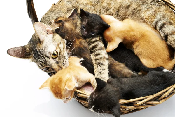 Siamesisk kat hos killing - Stock-foto