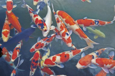 Koi sazan balığı Japon yüzme (Cyprinus carpio)