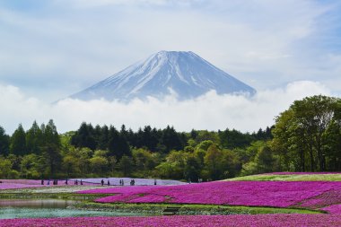 Pembe yosun çiçek ve Mount Fuji Japonya