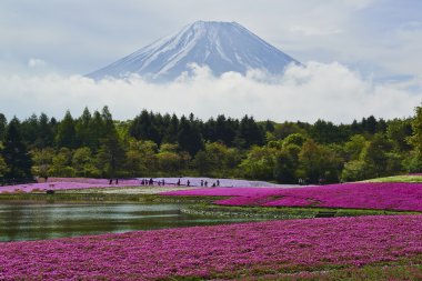 Pembe yosun çiçek ve Mount Fuji Japonya