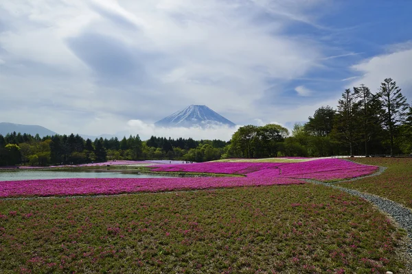 Pembe yosun çiçek ve Mount Fuji Japonya — Stok fotoğraf