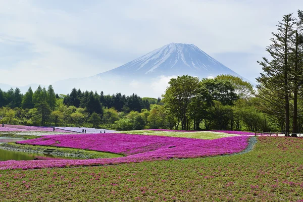 Pink moss flowers and Mount Fuji in japan — Stock Photo, Image