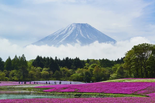 Kwiaty różowe mech i Mount Fuji w Japonii — Zdjęcie stockowe