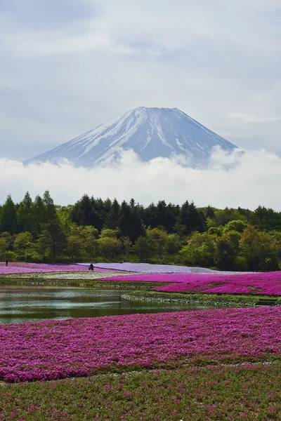 Roze moss bloemen en Mount Fuji in japan — Stockfoto
