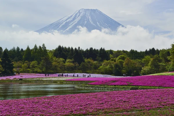 Βρύα ροζ λουλούδια και Φούτζι στην Ιαπωνία — Φωτογραφία Αρχείου