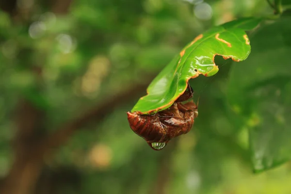 ağustosböceği kabuk