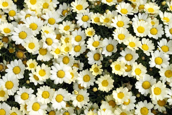 küçük daisy