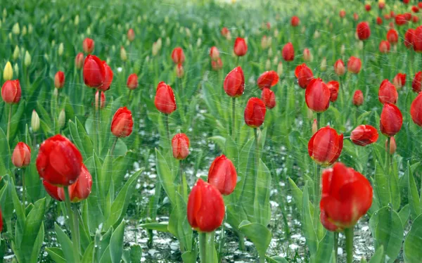Los tulipanes —  Fotos de Stock
