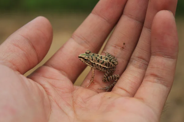 Kurbağa üstünde palmiye