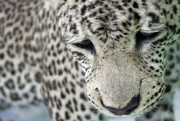 Leopar
