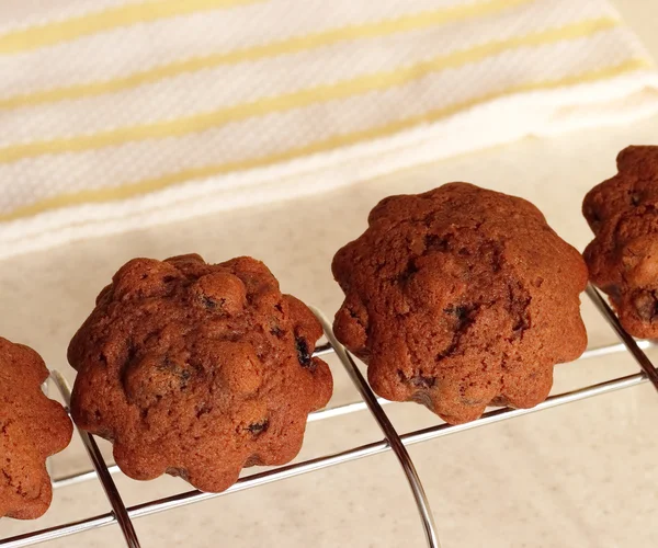 Schokoladenmuffins mit Rosinen auf einem Drahtgestell — Stockfoto