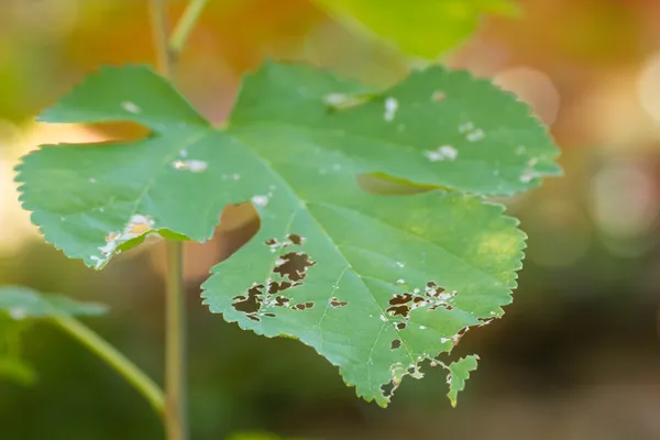 Leaf damaged by pests — Stock Photo, Image